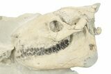 Fossil Oreodont (Merycoidodon) Skeleton - Nearly Complete! #232222-1